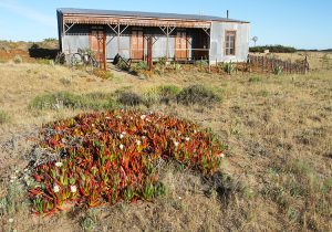 Carpobrotus chilensis