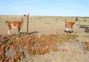 La fleur de la doca, la fraise des sables, appréciée des guanacos