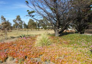 La doca, plante succulente