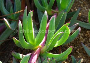 Espèces végétales du Chili, Docas