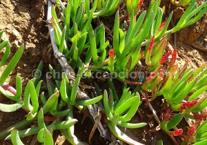 Doca, plantes du Chili