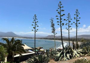 Arbres en bordure de plage à Pichidangui au Chili