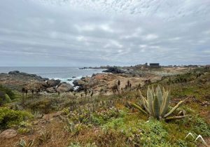 Cactus à El Durazno