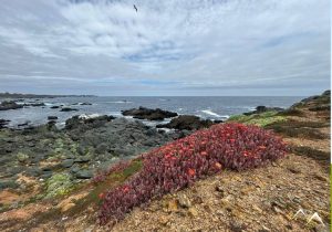 Flore locale d'El Durazno