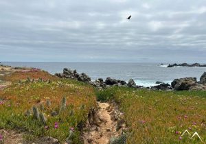 Plage et parasols à Pichidangui