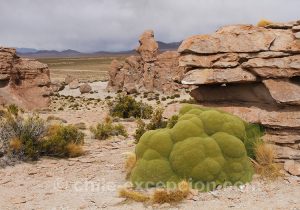 Azorelle-compacte-plante-couvre-sol-qui-vit-entre-3000-et-5000-mètres