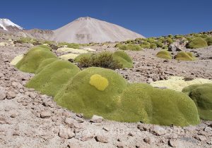 Azorelle-compacte-plante-immortelle