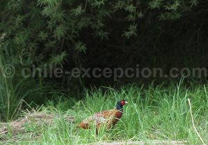 Faisant, route Australe