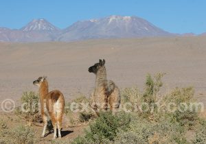 Lamas à San Pedro de Atacama