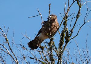 Voyage thématique aviaire au Chili
