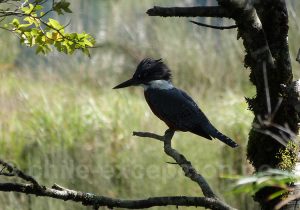 Martin pêcheur, route Australe