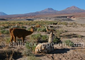 Voyage dans l'Atacama