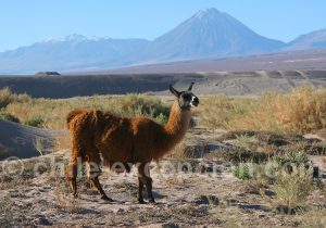 Lama et volcan Licancabur