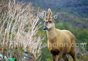 Huemul mâle, faune Sud Chili