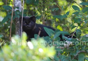 Güiña, route Australe