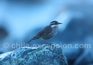 Cinclode de Patagonie