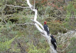Pics de Magellan, route Australe