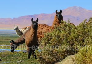 Rencontre dans l'Altiplano