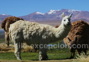 Découverte du Chili