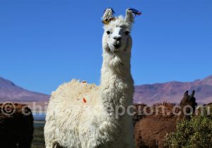 Que faites vous là