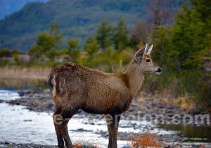 Huemul femelle, faune du Sud Chili