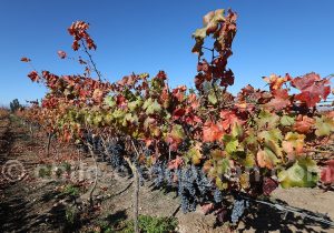 Vignes du Chili