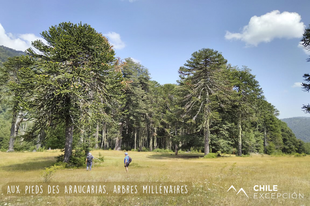 10 Aux pieds des Araucarias, arbres millénaires