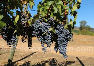 Activité vinicole au Chili