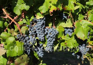 Chili, producteur de vin