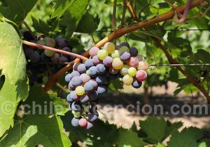 Voyage vins du Chili