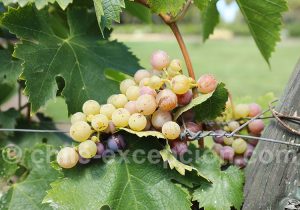 Fiche sur les vins chilien