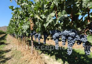 Encyclopédie des vins