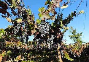 Cep de vigne dans son terroir chilien