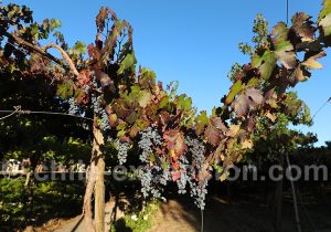 La Culture de la vigne