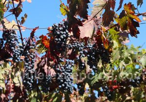 Activité viticole au Chili