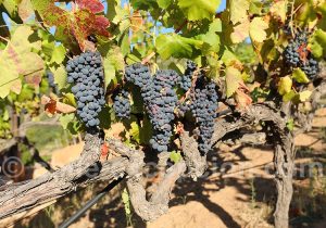 Le Vin et les Vins chiliens