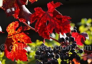 Vignes du Chili à l'automne