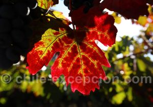 Couleurs d'automne au Chili