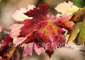 Feuille de vigne