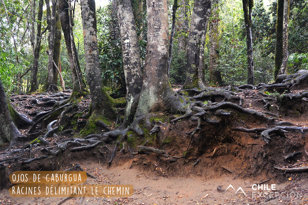 3 Ojos de Caburgua, Racines délimitant le chemin