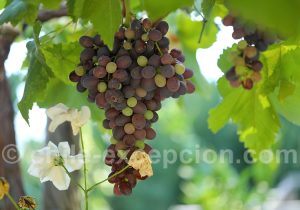 Parcours Œnologique au Chili