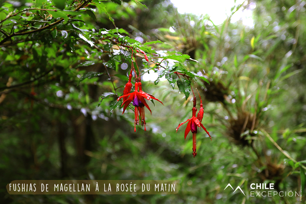 6 Parc National Huerquehue, Fushias de Magellan à la rosée du matin