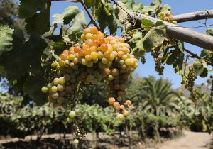 Connaissance du vin chilien
