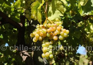 Culture du vin au Chili