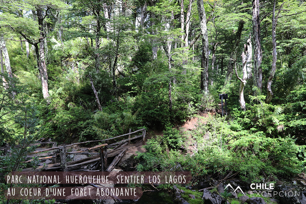 8 Parc National Huerquehue, sentier Los Lagos, au coeur d'une forêt abondante