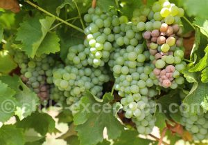 Sauvignon blanc, Viña MontGras