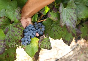 Grenache, Viña MontGras