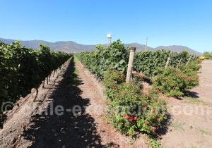 Vignoble de la viña Ravanal