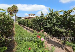 Visite de la viña MontGras