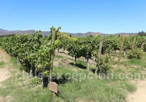 Vignoble de la viña Los Vascos